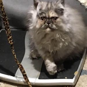 Meet your Posher, Nancy